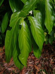 Nectandra hihua image