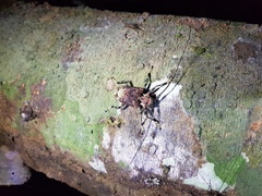 Polyrhaphis batesi