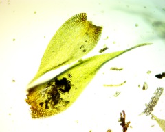 Brotherella recurvans