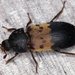 Larder Beetle - Photo (c) Stuart Tingley, some rights reserved (CC BY-NC), uploaded by Stuart Tingley