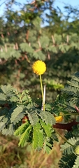 Vachellia tortuosa