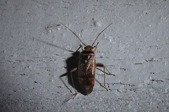 Diomocoris