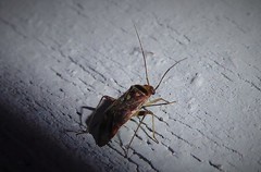 Diomocoris