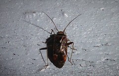Diomocoris