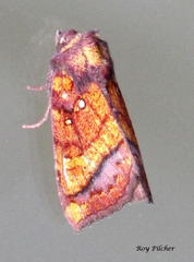 Papaipema leucostigma