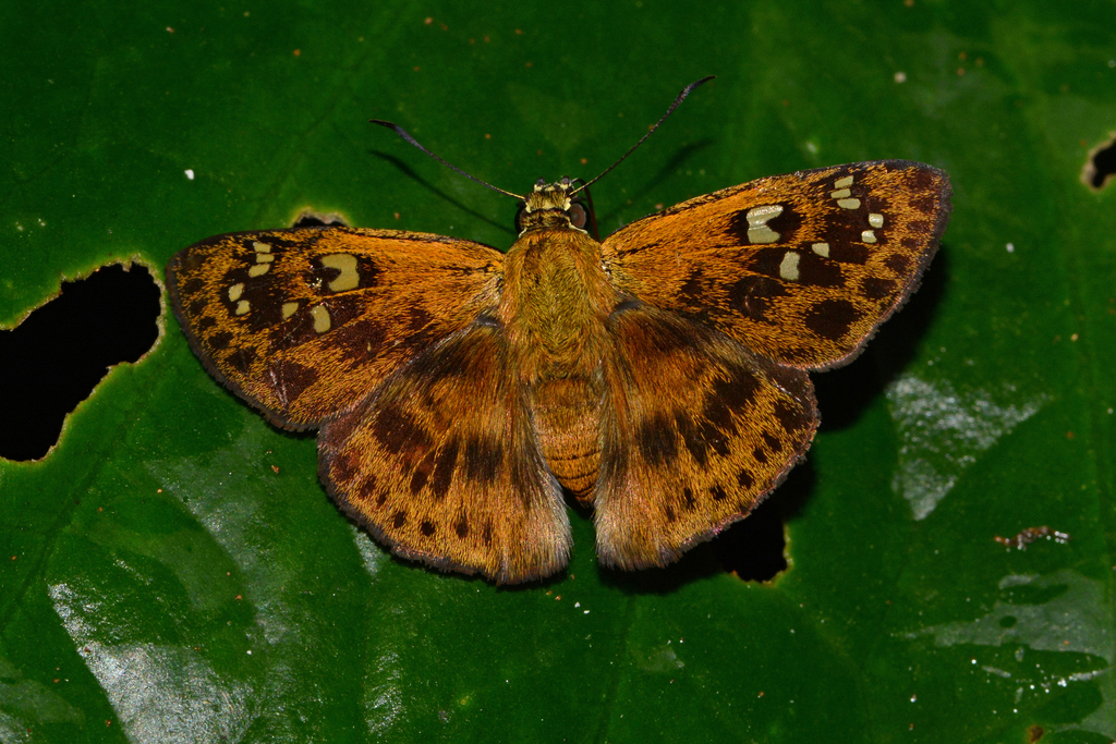 Eracon mnemon