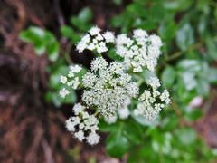 Scandia rosifolia