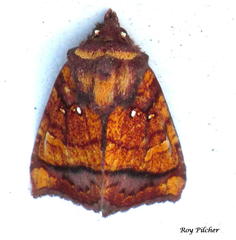 Papaipema leucostigma