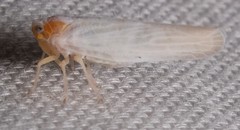 Neocenchrea heidemanni