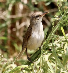 Acrocephalus australis