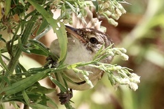 Acrocephalus australis