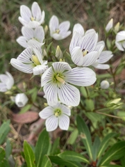 Gentianella muelleriana