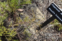 Polygonum dentoceras