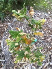 Malacothamnus involucratus