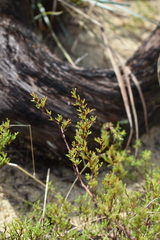 Polygonum dentoceras