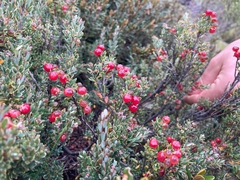Acrothamnus montanus