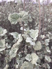 Malacothamnus abbottii