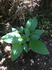 Lobelia physaloides