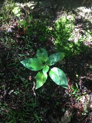 Lobelia physaloides