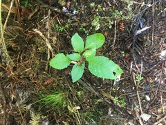 Lobelia physaloides