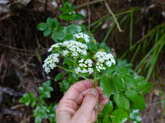 Scandia rosifolia
