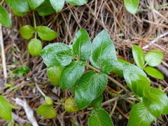 Scandia rosifolia