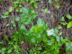 Scandia rosifolia