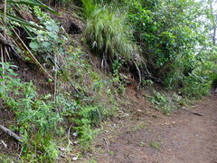 Scandia rosifolia