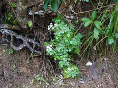 Scandia rosifolia