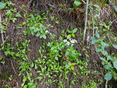 Scandia rosifolia