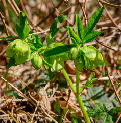 Helleborus multifidus istriacus