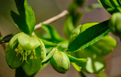 Helleborus multifidus istriacus