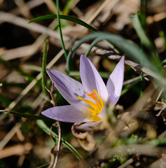 Crocus variegatus