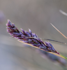 Sesleria