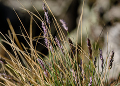 Sesleria