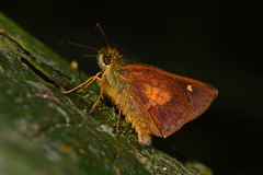 Dalla caenides