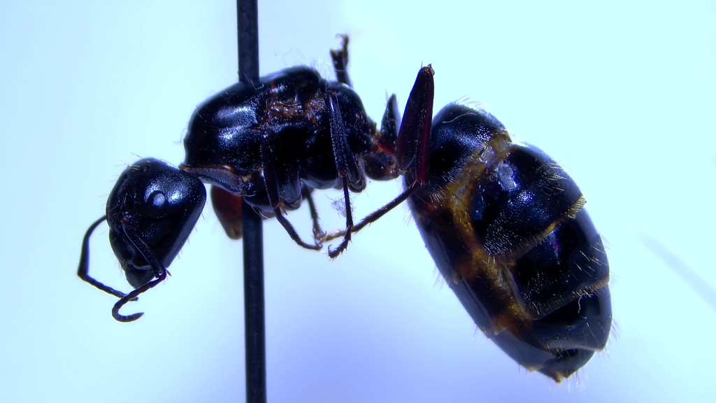 Trucidophora