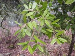 Notholithocarpus densiflorus densiflorus