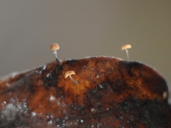 Cryptomarasmius corbariensis