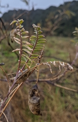 Astragalus asymmetricus