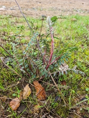 Astragalus asymmetricus