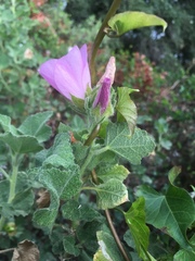 Malacothamnus lucianus