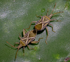 Chelinidea staffilesi
