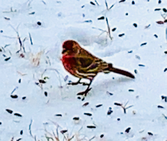 Haemorhous mexicanus