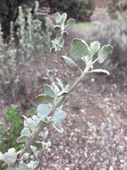 Malacothamnus jonesii