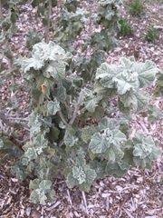 Malacothamnus fremontii cercophorus