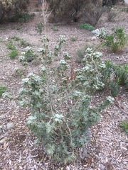 Malacothamnus fremontii cercophorus