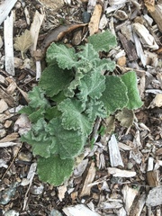 Malacothamnus fremontii cercophorus