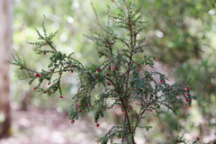 Acrothamnus maccraei