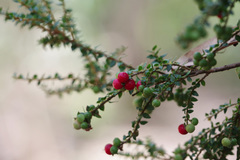 Acrothamnus maccraei